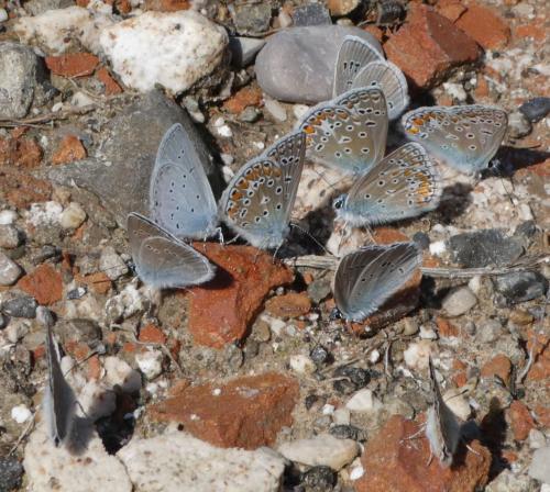 Réf. 190 065 : Cyaniris semiargus